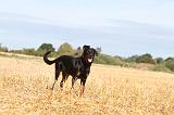 BEAUCERON - PUPPIES 038